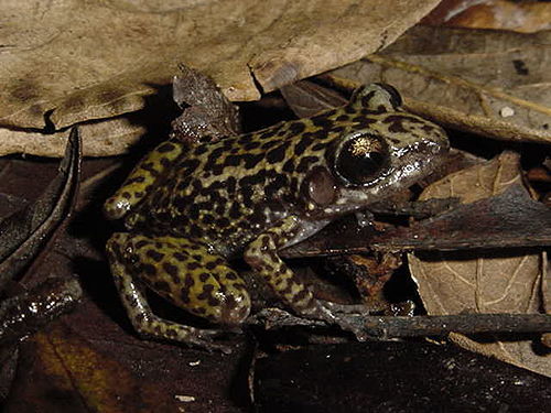 Eleutherodactylus ricordii